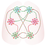 Mechanistic Attribution in Decision Circuits
